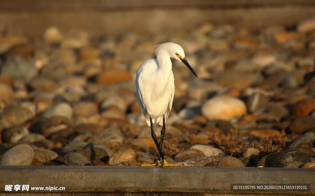 水边白鹭立于石间