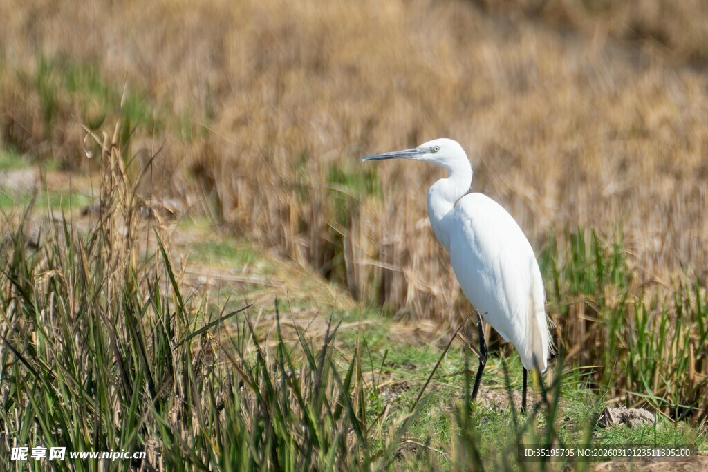 白鹭立于草地间