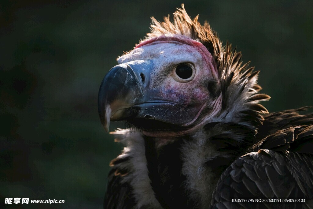 秃鹫特写