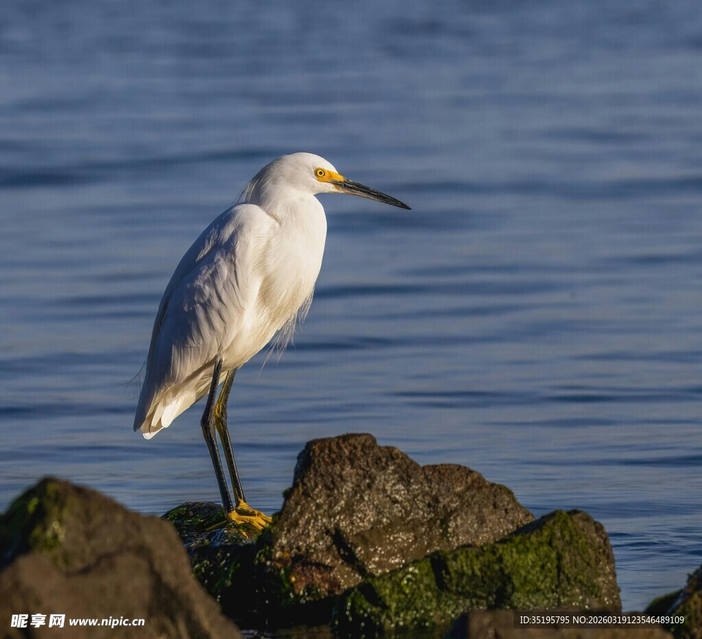 岩石上的白鹭