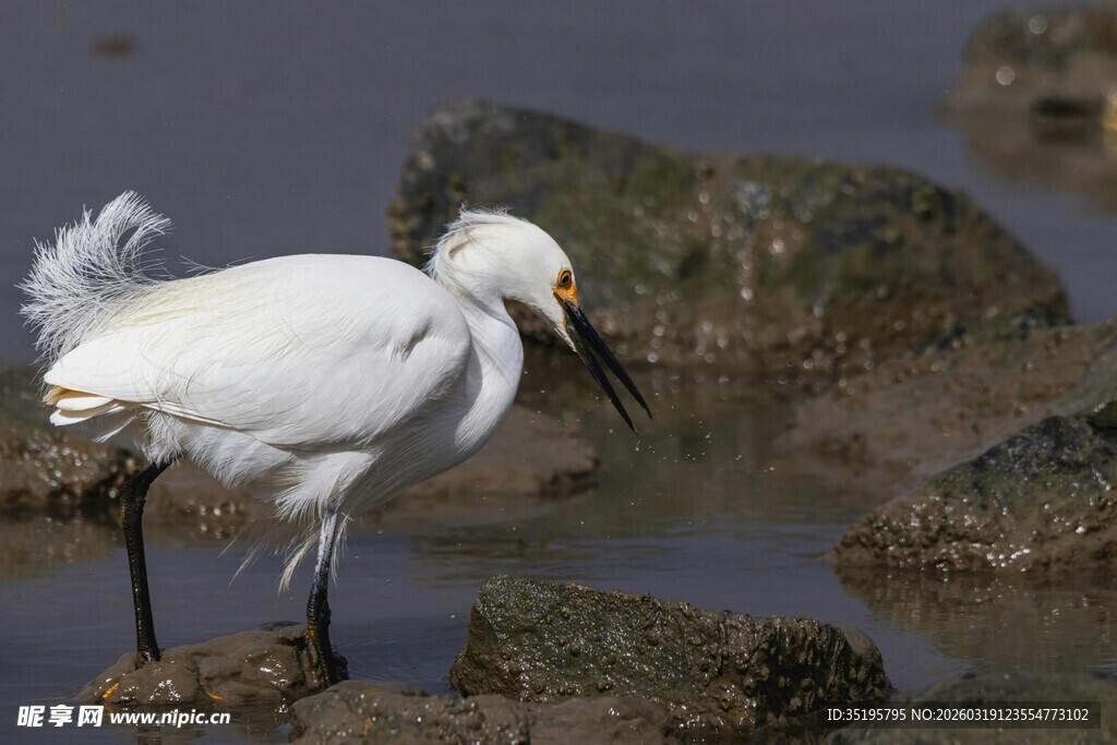 白鹭于水边优雅觅食