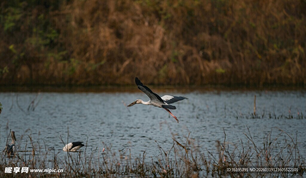 湖畔飞鸟自然灵动之景