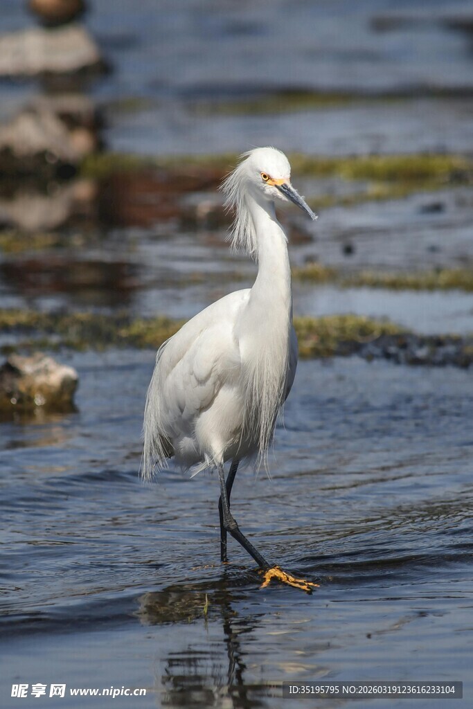 白鹭于浅滩悠然漫步