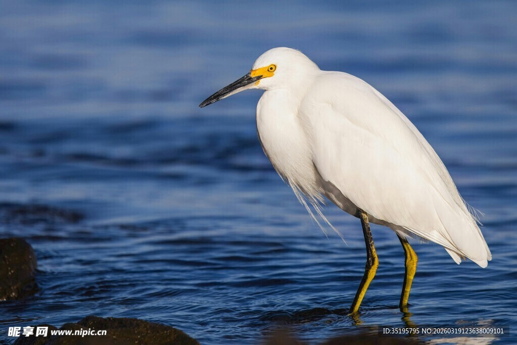 水边站立的优雅白鹭