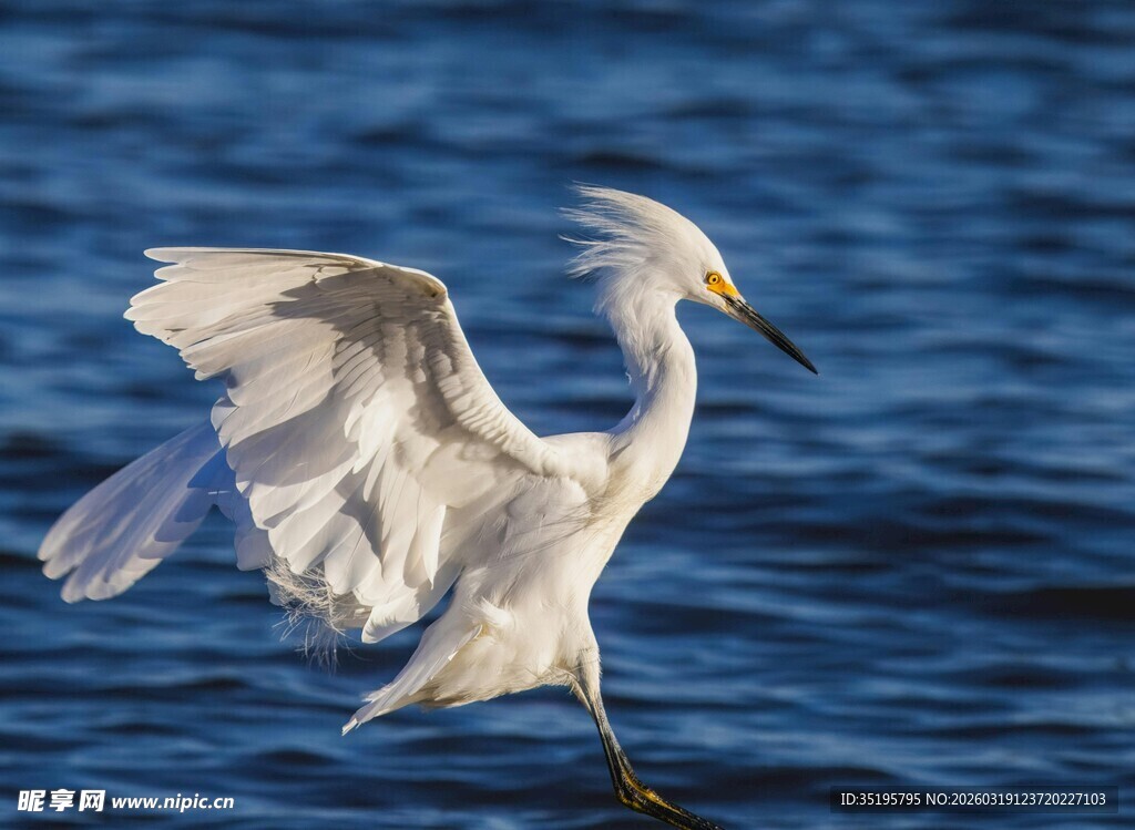 白鹭于水面展翅瞬间