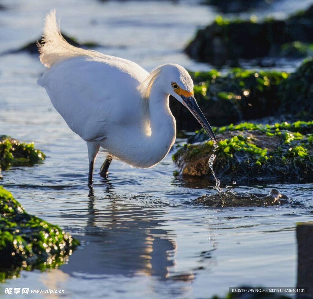 白鹭水中觅食优雅瞬间