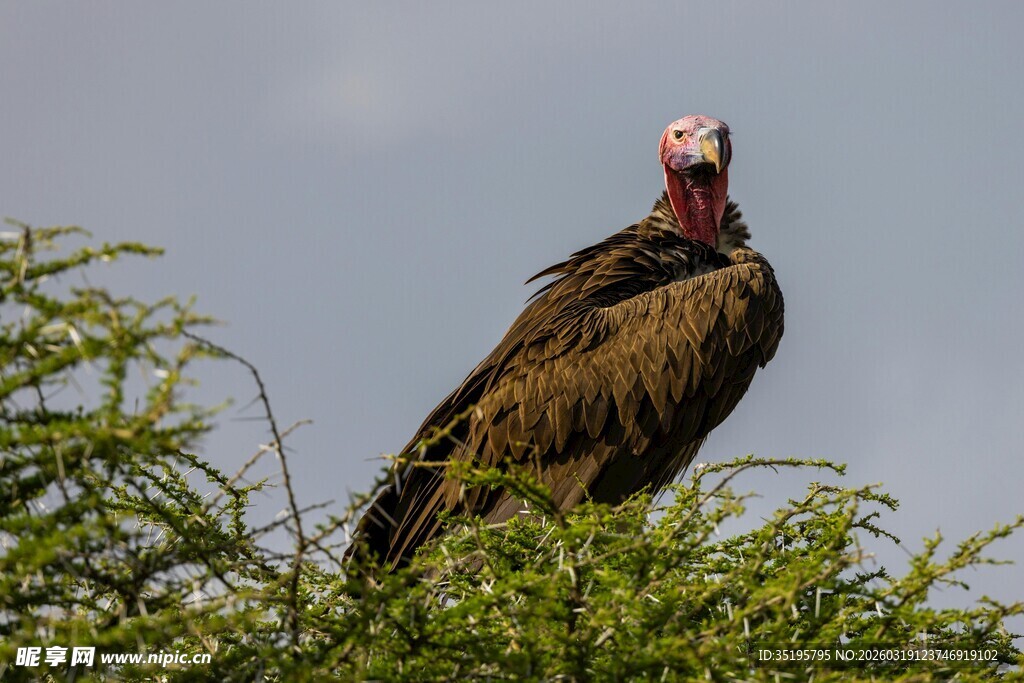 枝头站立的秃鹫