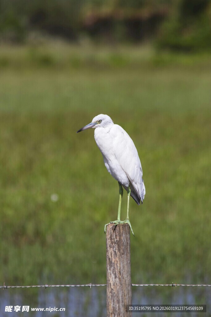白鹭立于木桩远眺