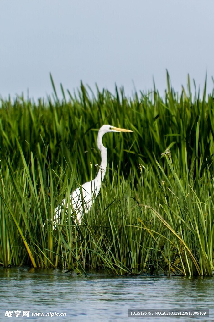 白鹭立于水边草丛中