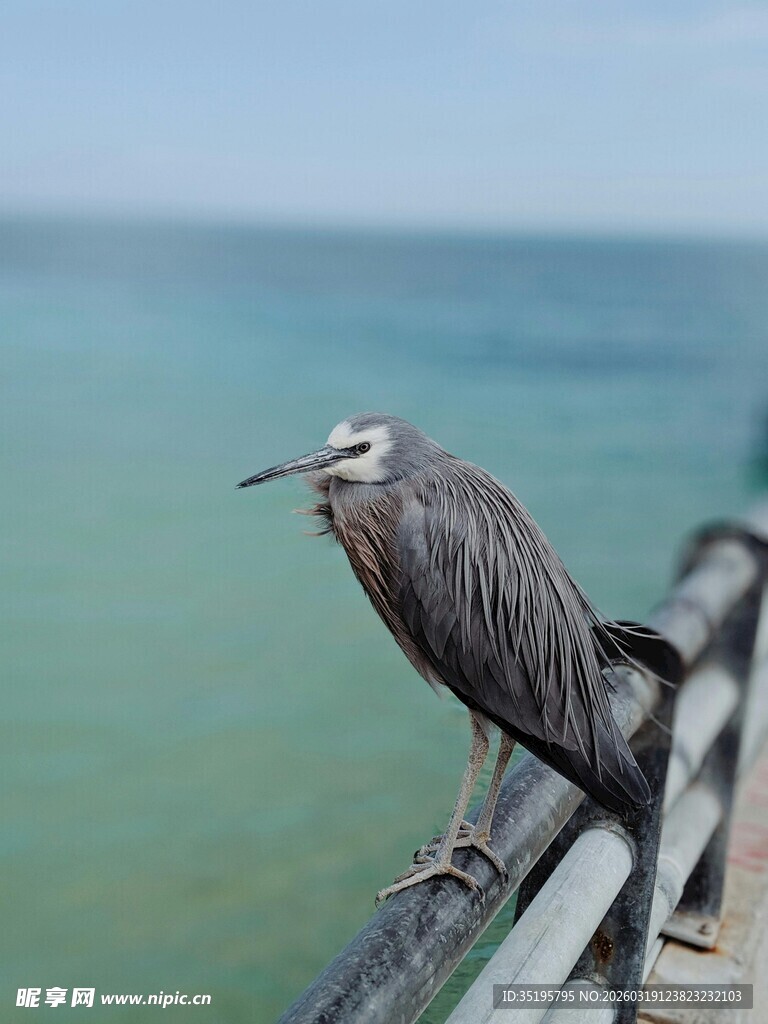 水边栖息的灰鹭
