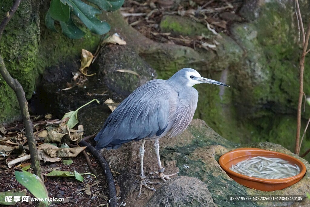 灰鹭立于浅碟旁进食