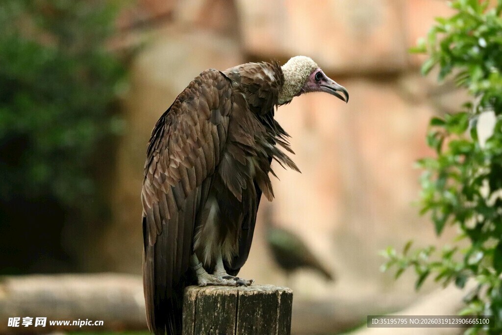 站在木桩上的秃鹫