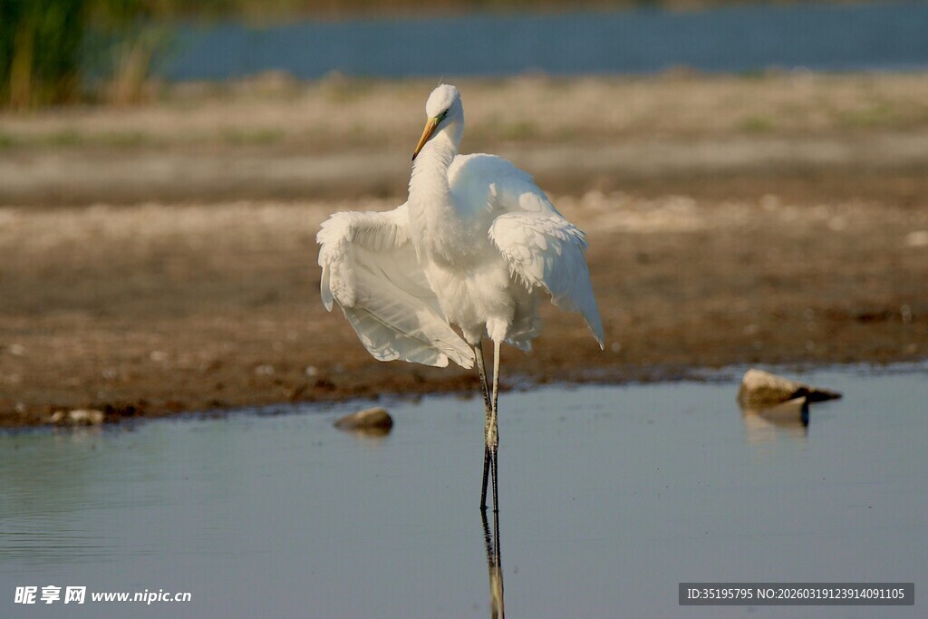 白鹭于水边优雅起舞