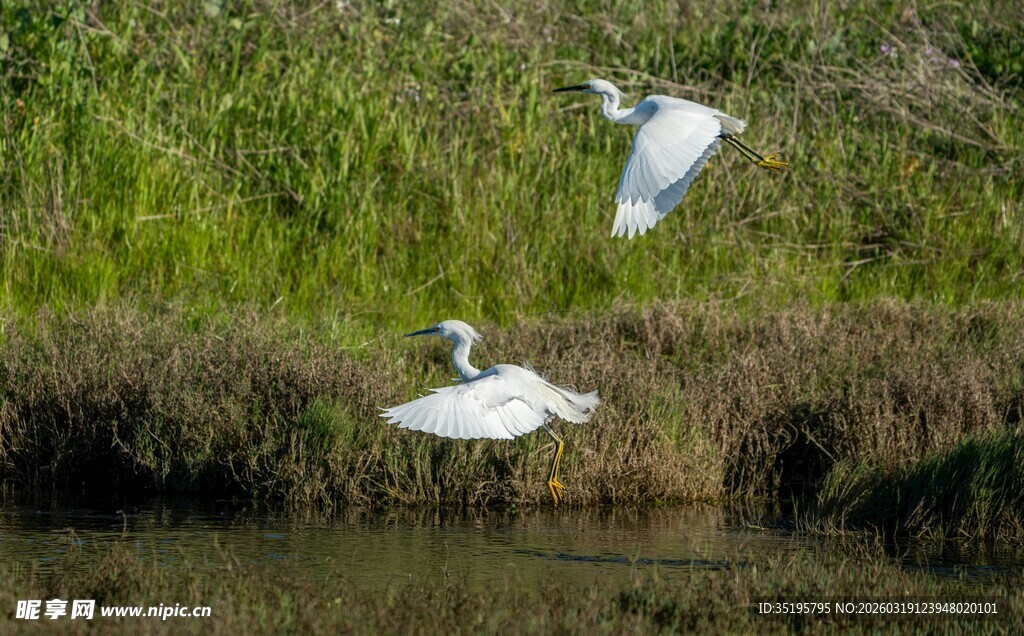 白鹭于水边湿地展翅飞翔