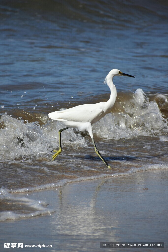白鹭漫步于海边沙滩