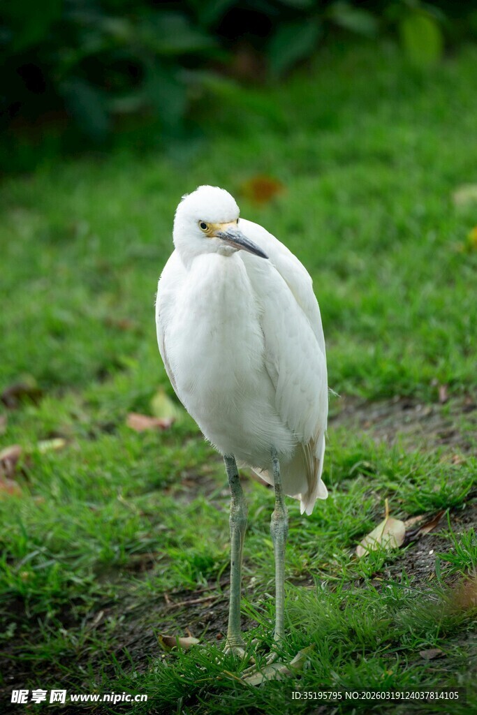 草地上的站立白鹭