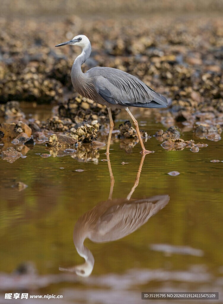 灰鹭立于水边倒影清晰