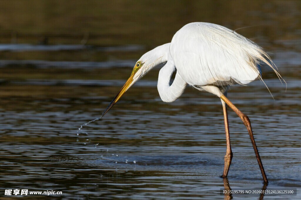 白鹭水边觅食身姿优雅