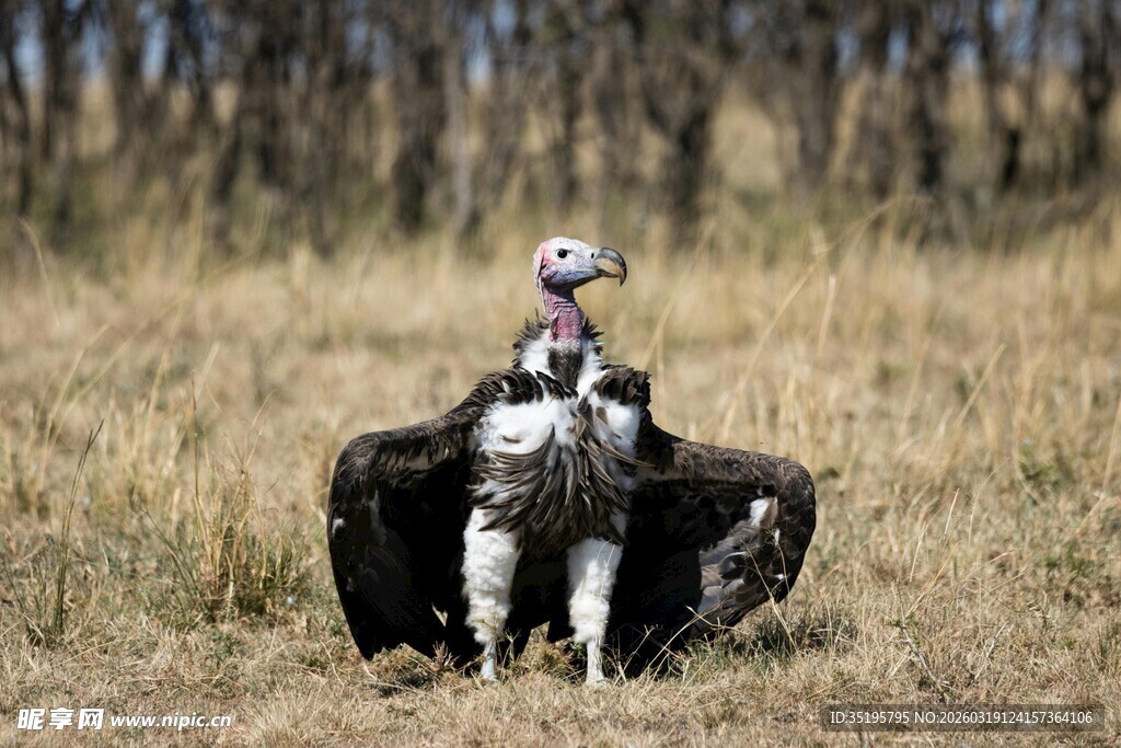 草原上展翅的大型猛禽