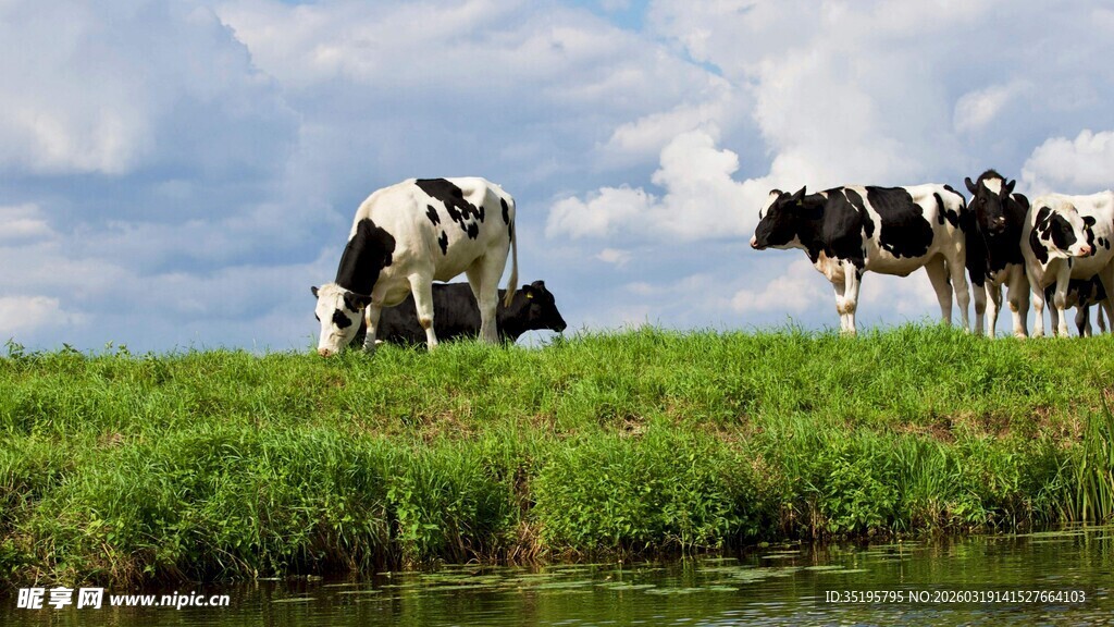 草原上的黑白花奶牛群