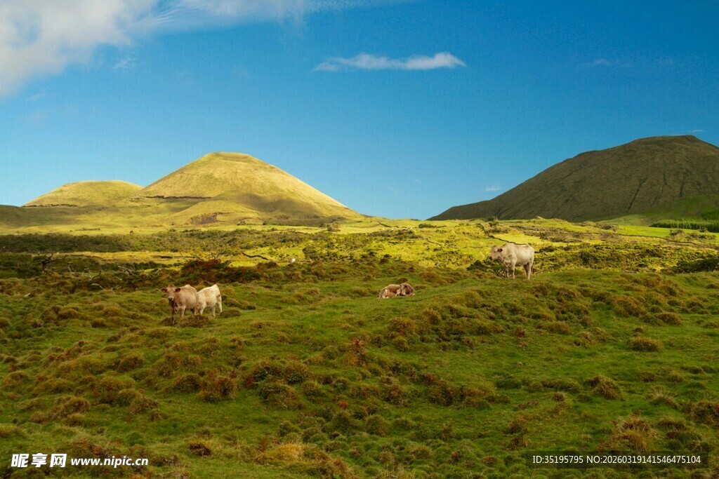 草原上的牛与秀丽山丘
