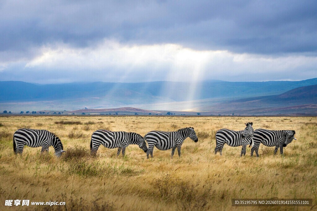 草原上的斑马群沐浴阳光