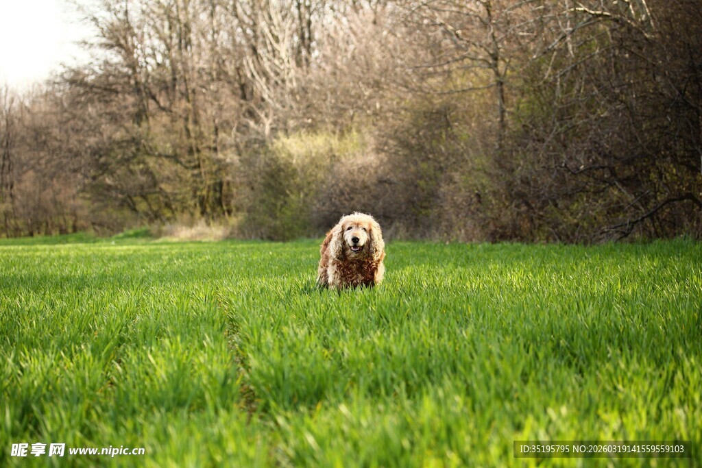 田野中漫步的可爱狗狗