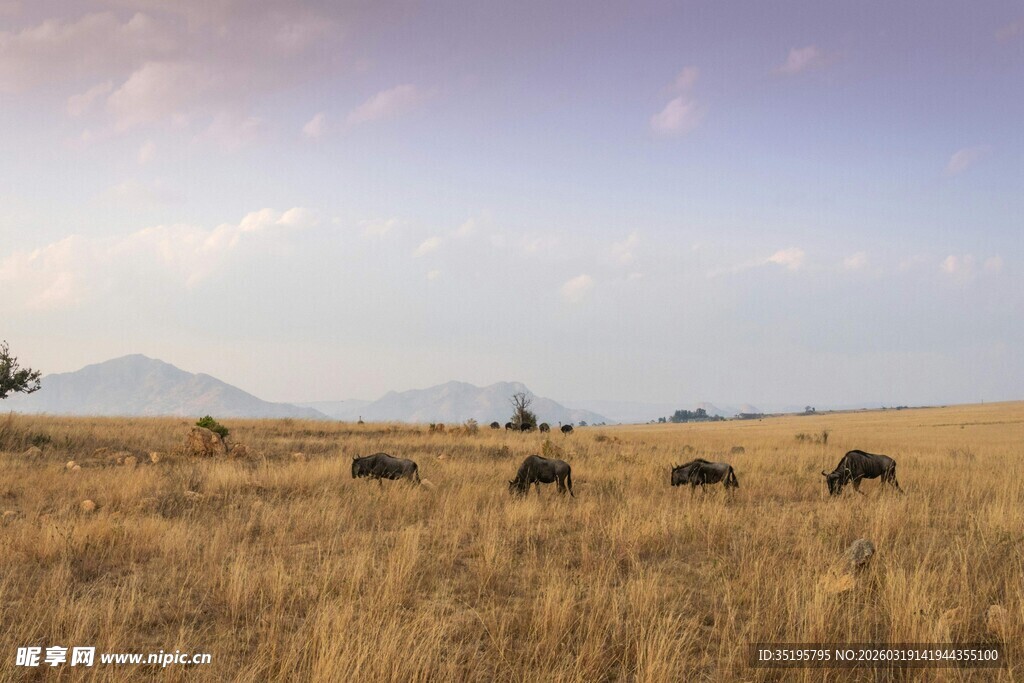 草原上的动物群
