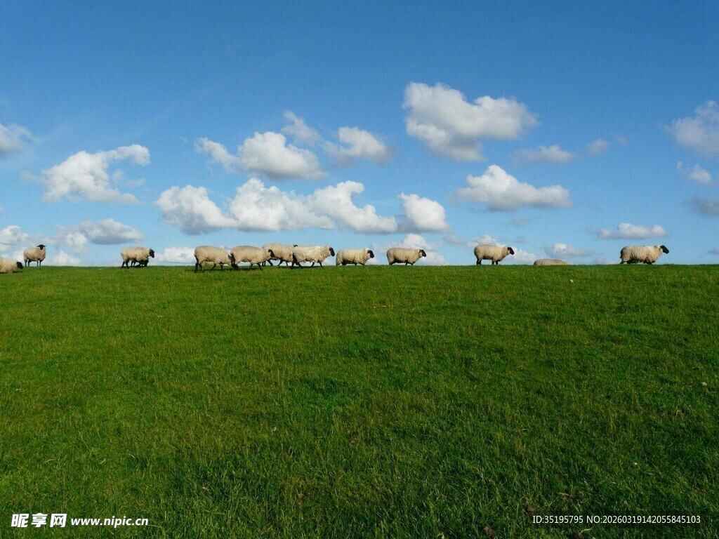 草原上的悠然羊群