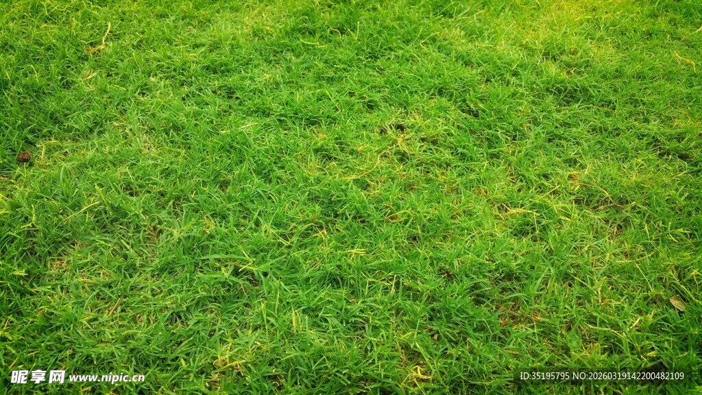 翠绿草地近景