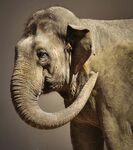 大象特写优雅卷鼻的瞬间