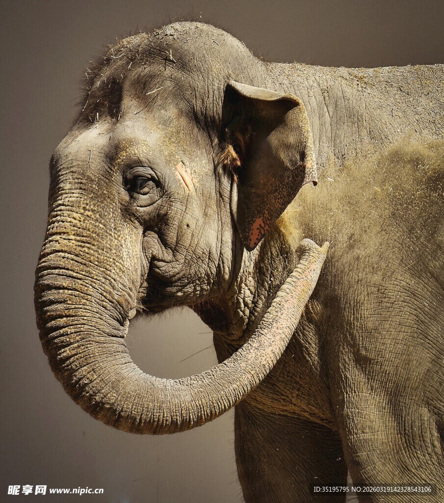 大象特写优雅卷鼻的瞬间