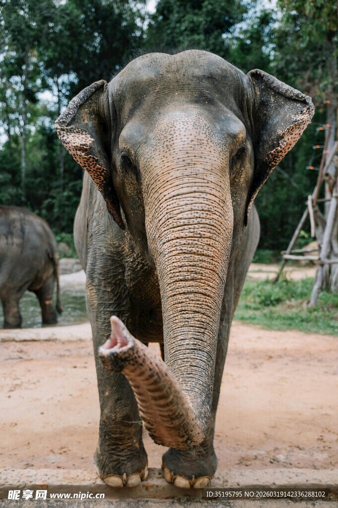 大象伸出鼻子展示姿态