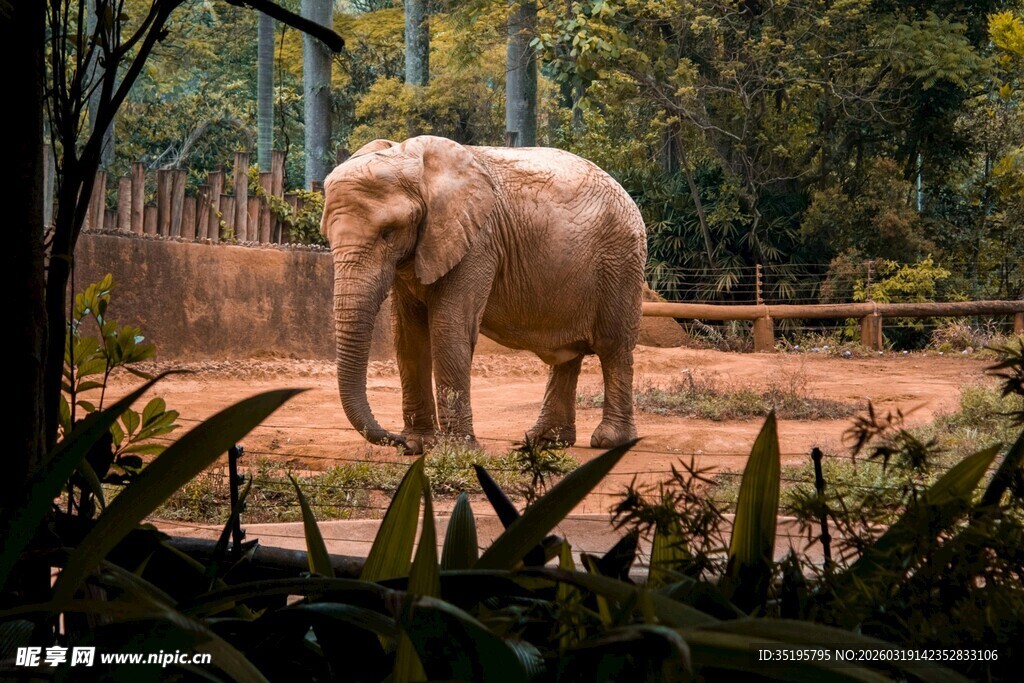 动物园中的大象