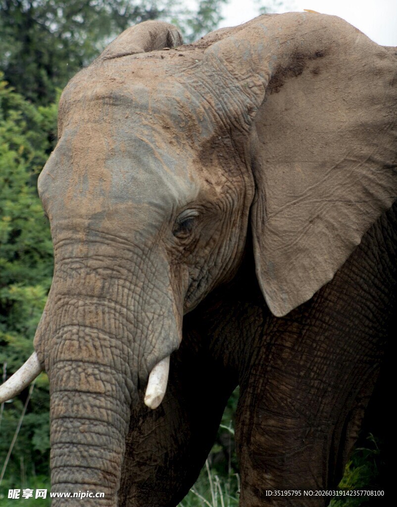 野外大象近景