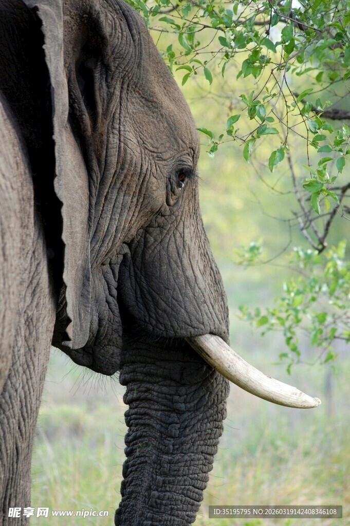 大象特写长牙与沧桑面容