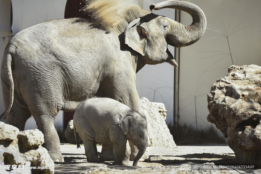 大象母子在户外场景