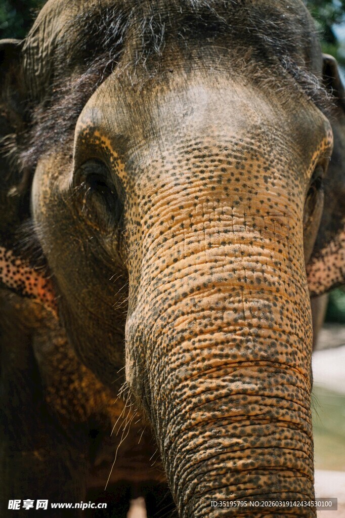 大象特写