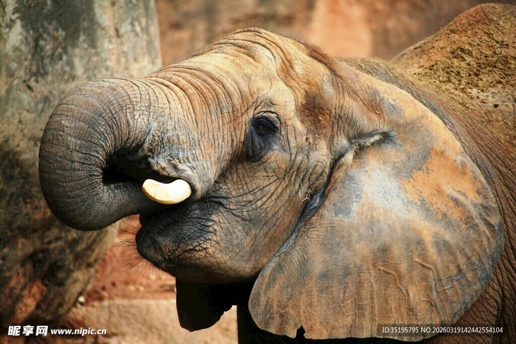 大象特写扬起鼻子的瞬间