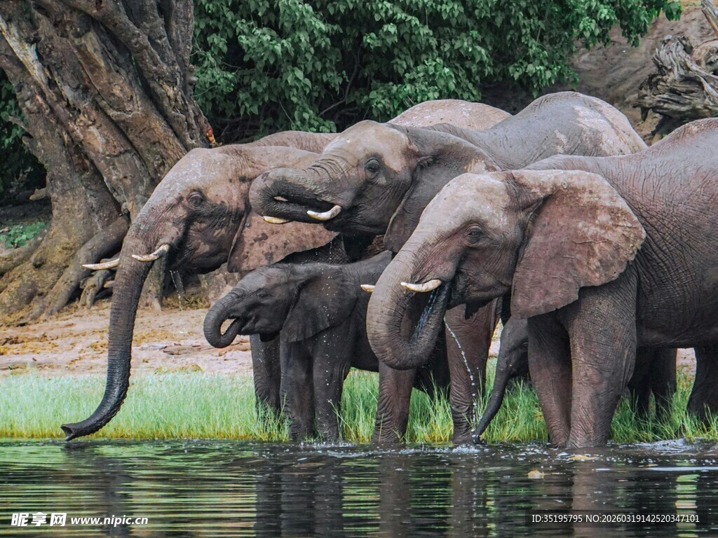 河边大象群的温馨时刻