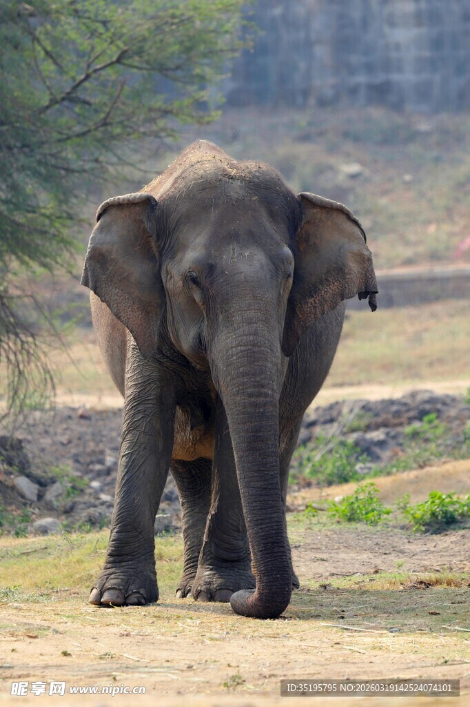 野外独行的大象