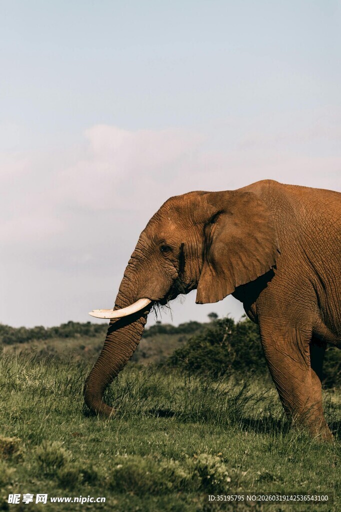 草原上行走的大象