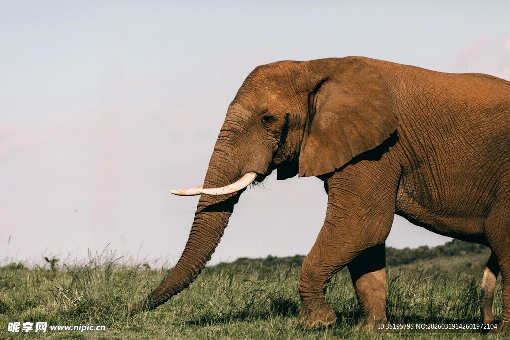 草原上行走的大象