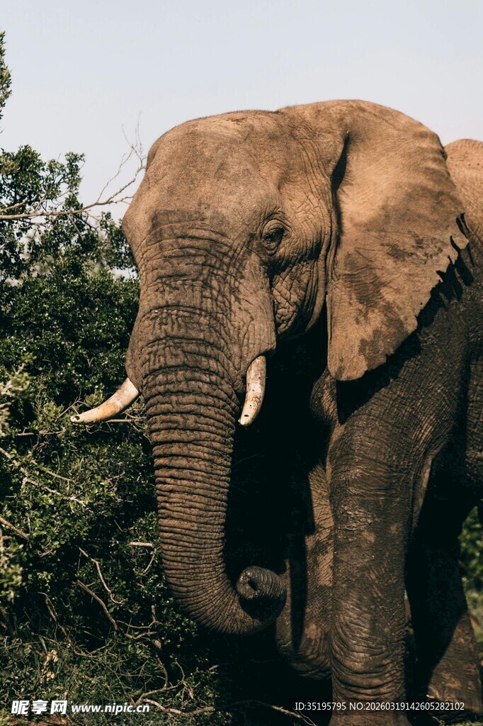 野外的大象