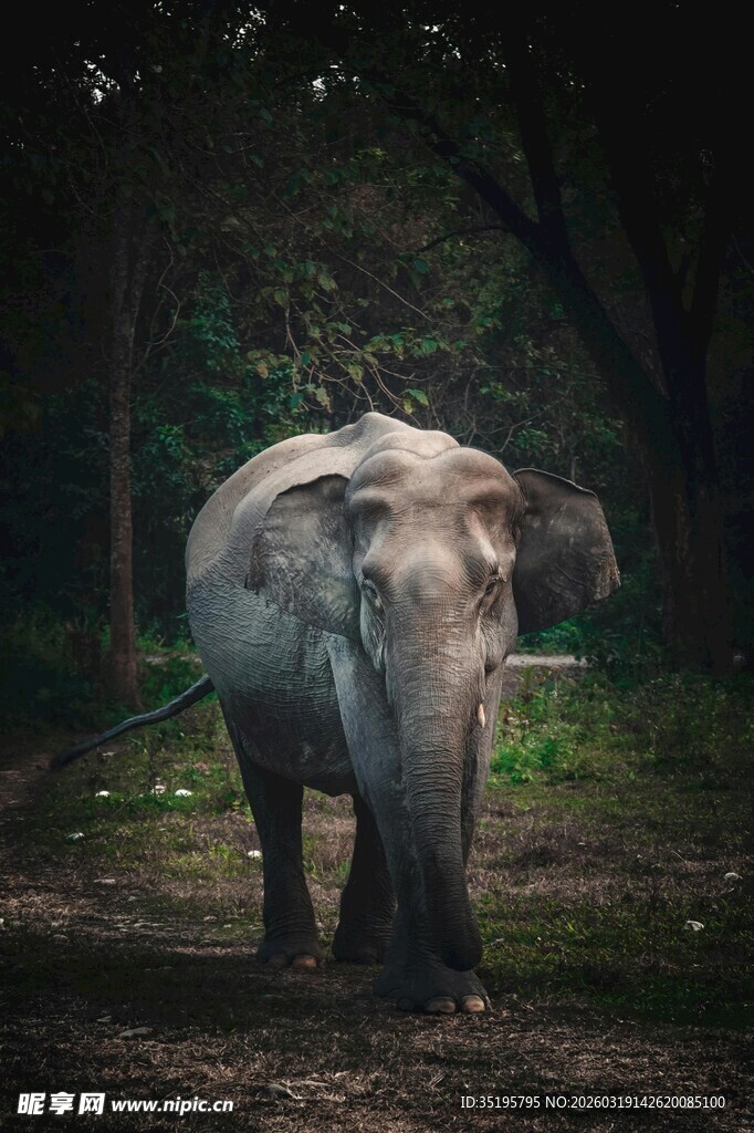 森林中的独行大象