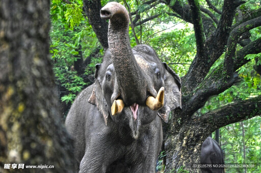 大象仰头进食树叶