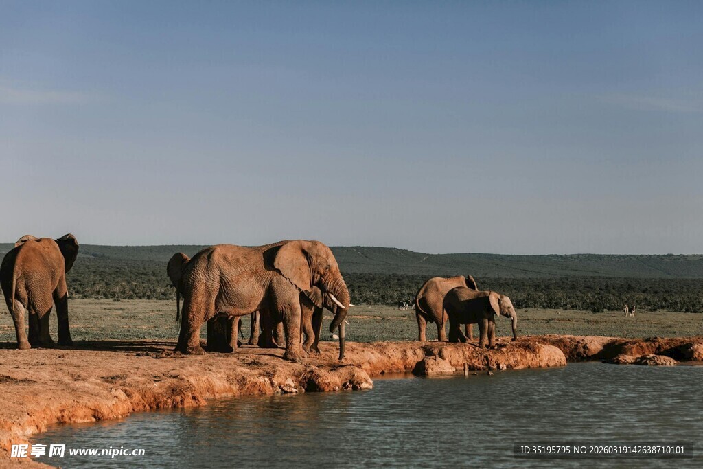 大象群在水边休憩
