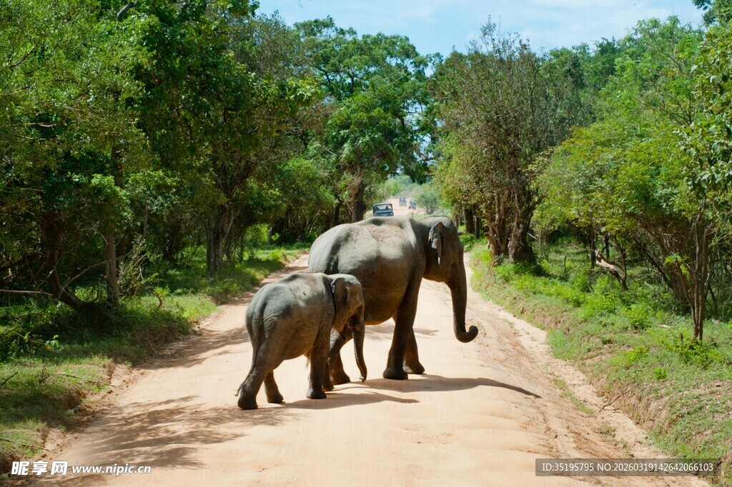 大象一家漫步林间小道