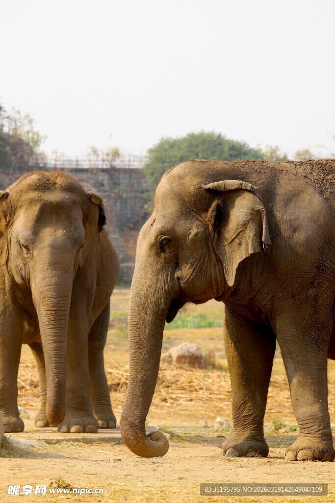 田野中的两头大象