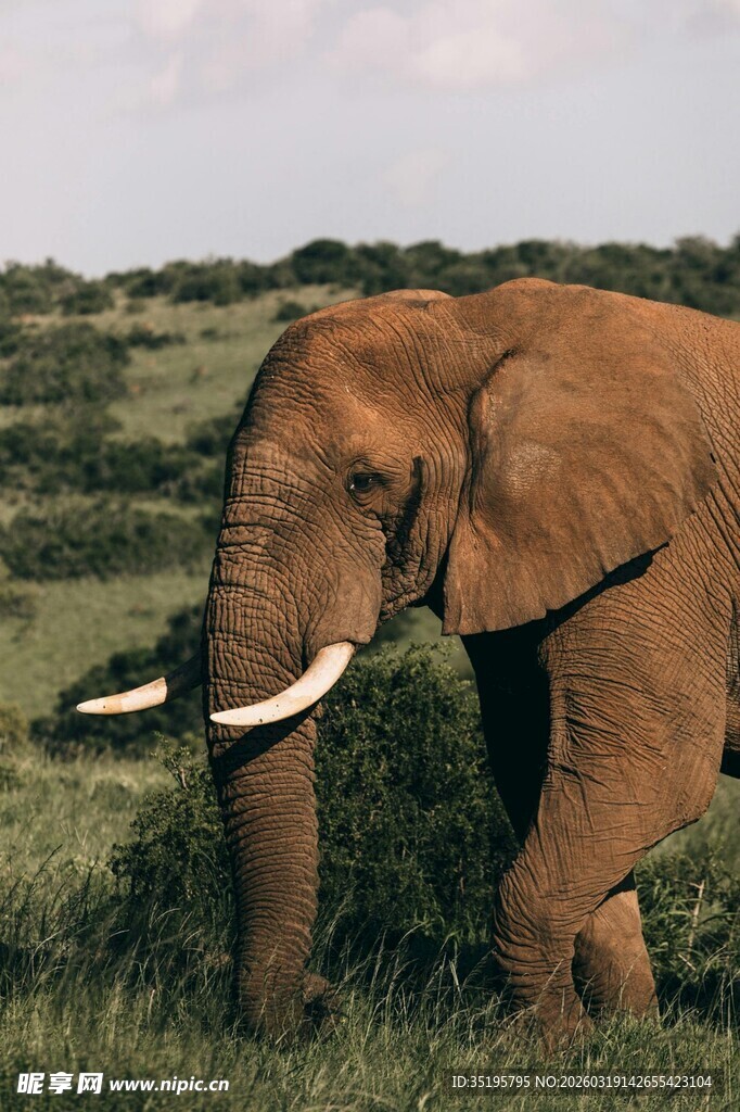 草原上行走的大象